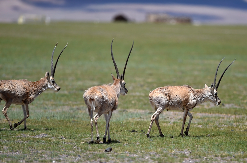 羌塘自然保护区：悠闲的藏羚羊