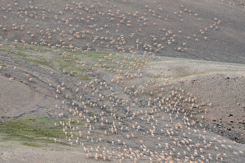 羌塘自然保护区：悠闲的藏羚羊
