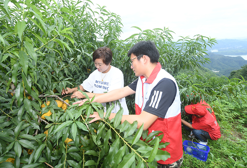 浙江诸暨：爱心志愿助农售桃