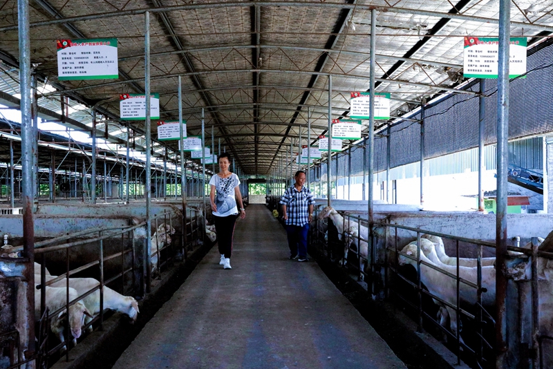 浙江长兴：湖羊产业助力增收致富