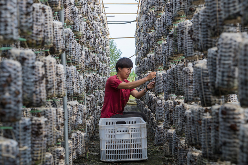 黑龙江林甸：食用菌产业助农增收