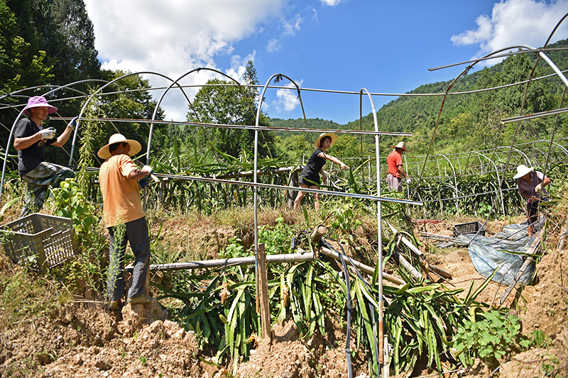 湖南保靖：灾后重建 恢复生产