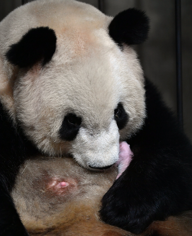 2020年首只秦岭大熊猫宝宝诞生 实现“四世同堂”