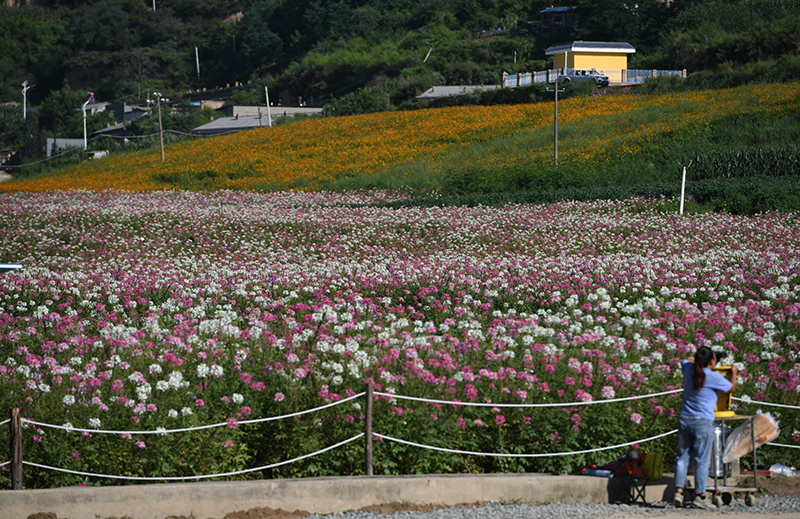 初秋时节南泥湾 花满河谷绿满山