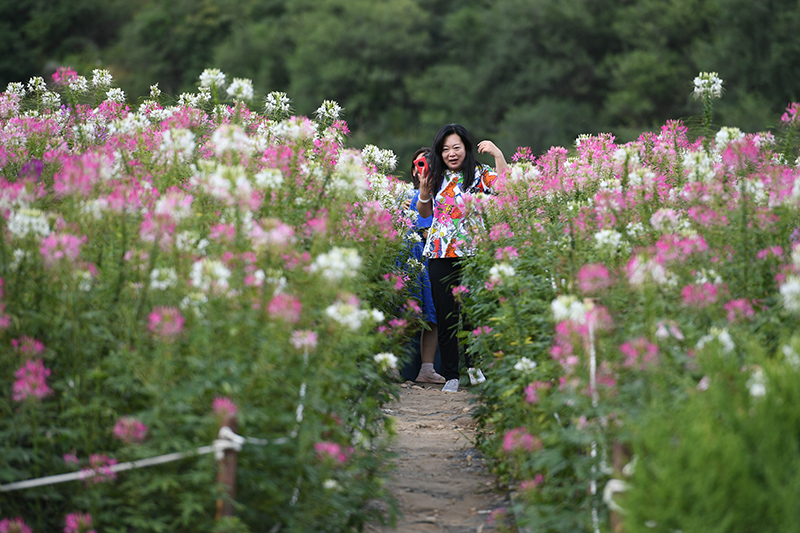 初秋时节南泥湾 花满河谷绿满山