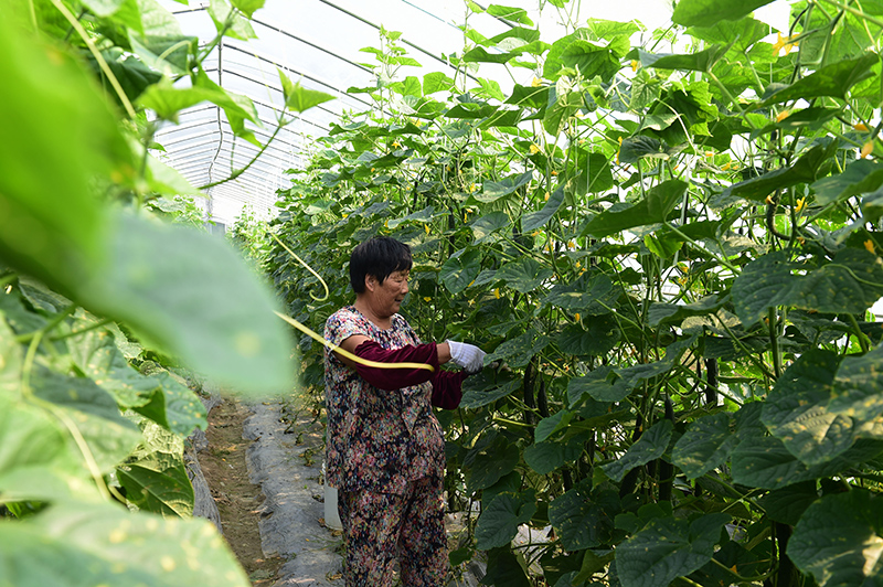 安徽肥东：发展大棚蔬菜种植助脱贫