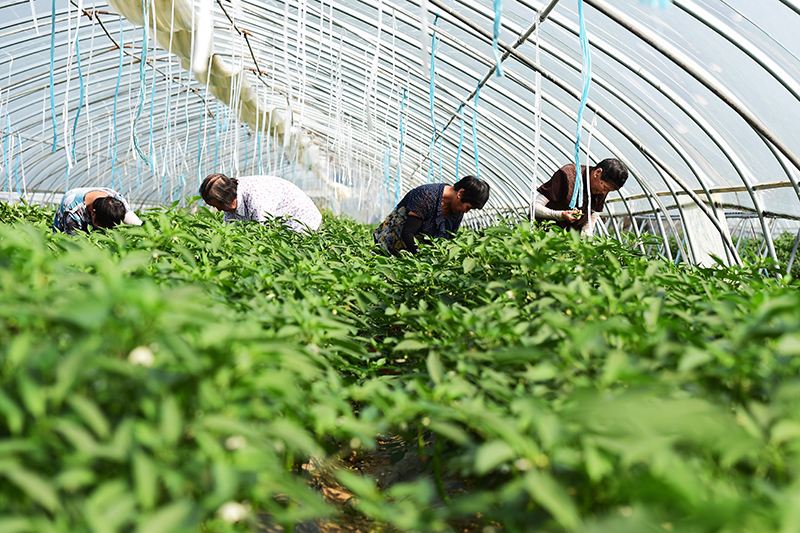 安徽肥东：发展大棚蔬菜种植助脱贫