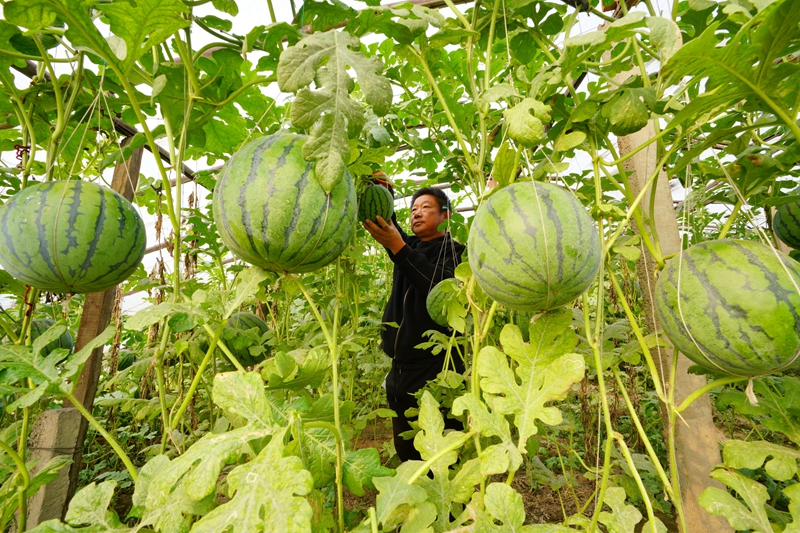 河北滦州：特色农业拓宽增收路