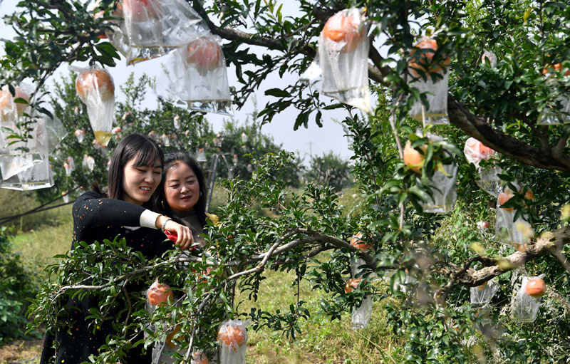 陕西临潼：金秋时节石榴红