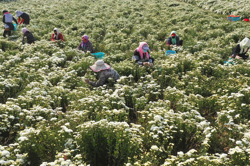 河北滦南：菊花香飘致富路
