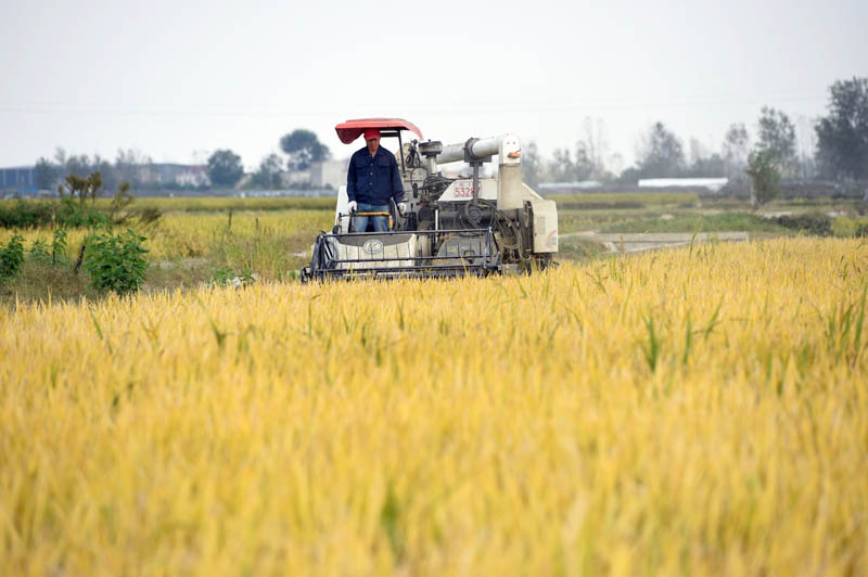 安徽颍上：水稻成熟收割忙