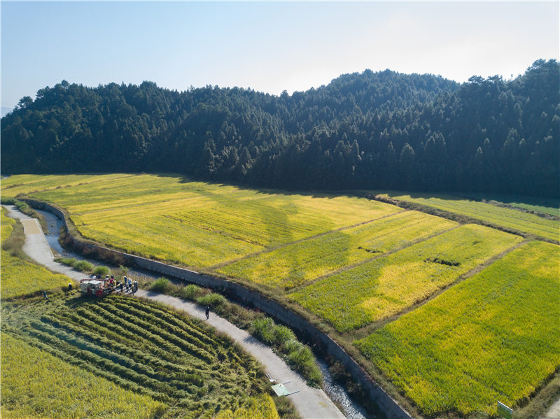 福建浦城：稻花香里说丰年