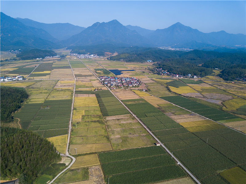 福建浦城：稻花香里说丰年