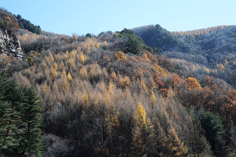 山西霍州：山林“调色板”