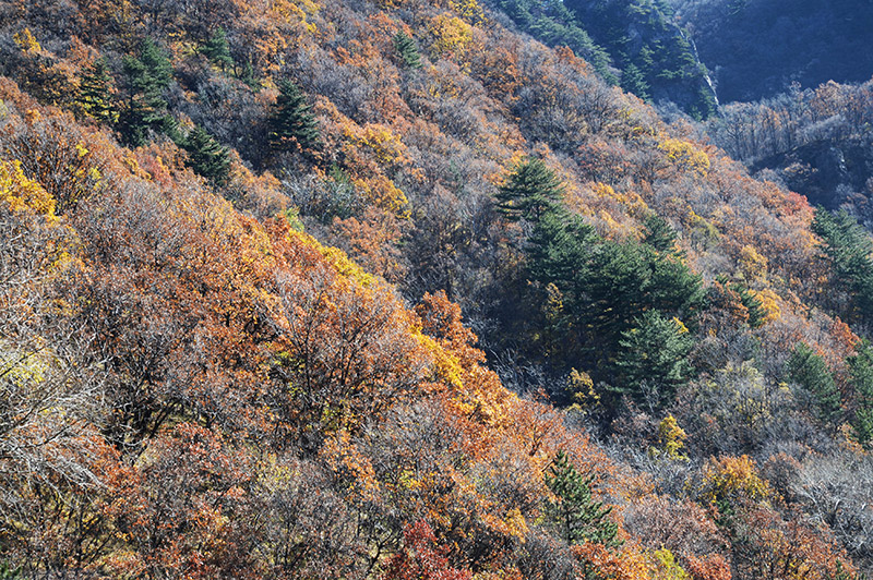 山西霍州：山林“调色板”