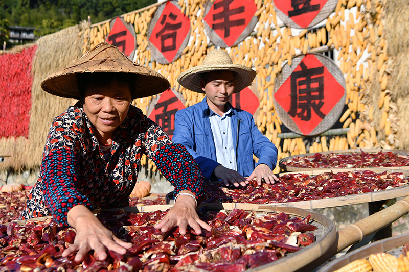 福建尤溪：诗意桂峰 晒秋人家