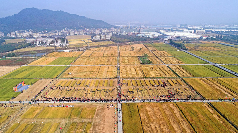 秋收劳动竞赛 传承农耕文化