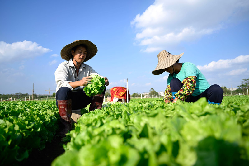 该基地种植无公害蔬菜面积4.