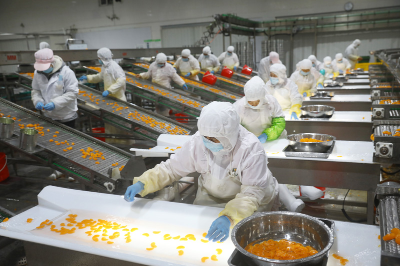 淮北市相山经济开发区一家食品加工企业的工人在桔子罐头生产车间忙碌