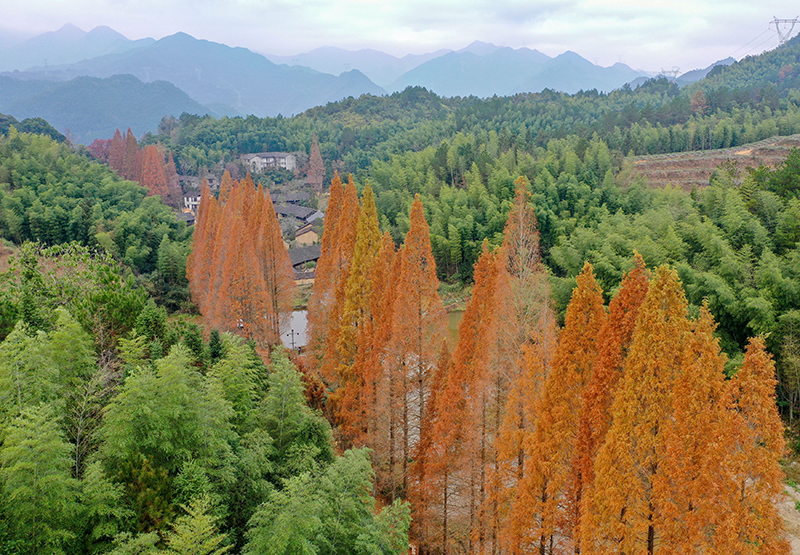 浙江景宁：水杉长廊景如画