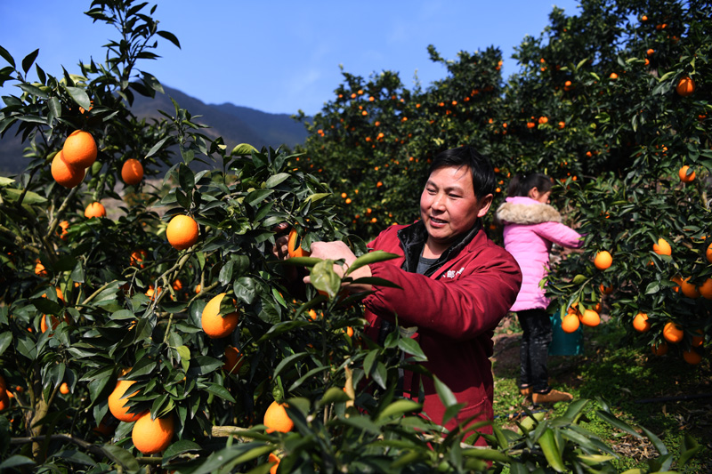 重庆奉节脐橙丰收上市