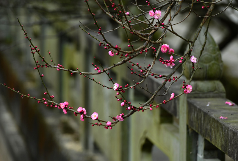 “大寒”时节梅花香