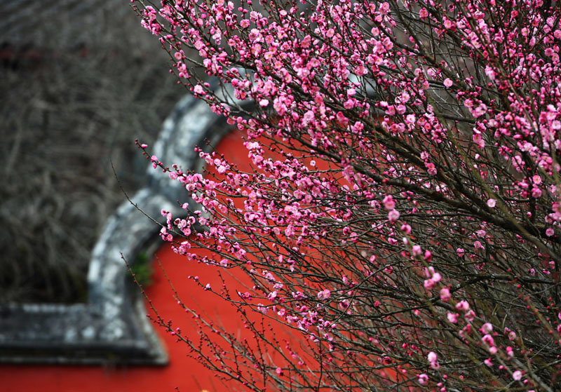 “大寒”时节梅花香