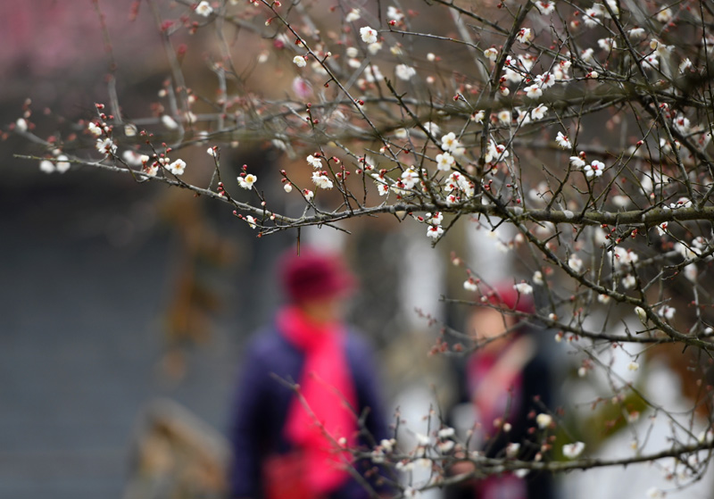 “大寒”时节梅花香