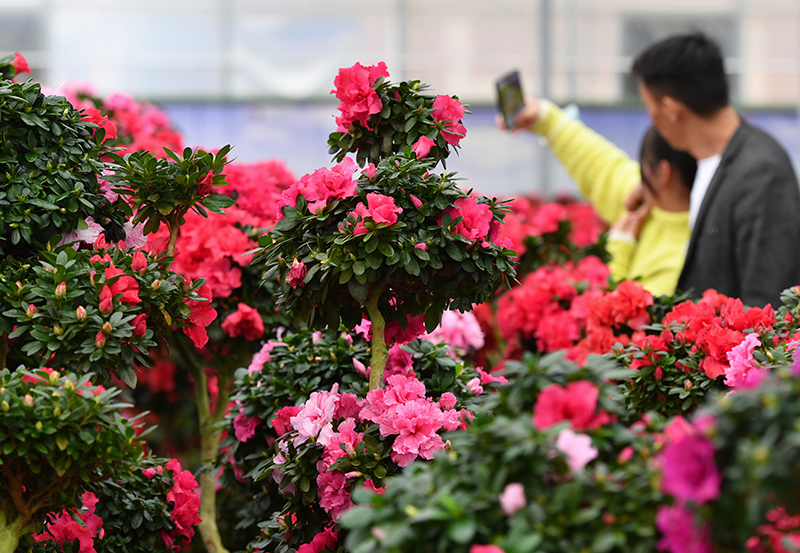 福建永福：花卉产业助增收