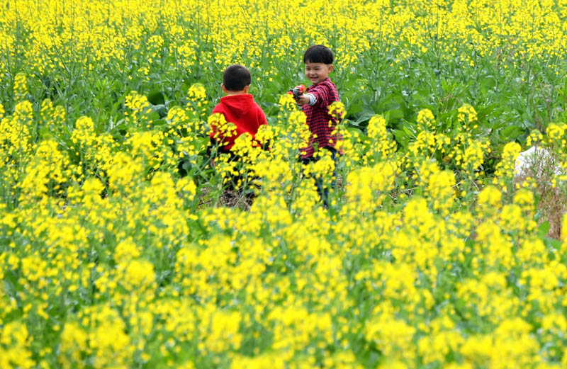 福州：油菜花开春光美