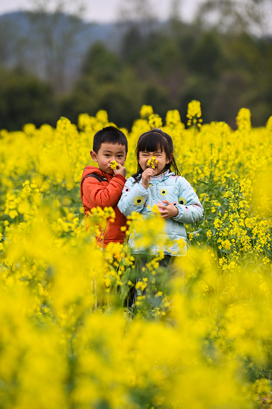 四川崇州：油菜花开 乡村如画