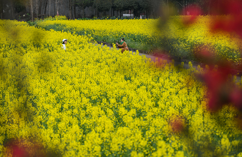 四川崇州：油菜花开 乡村如画