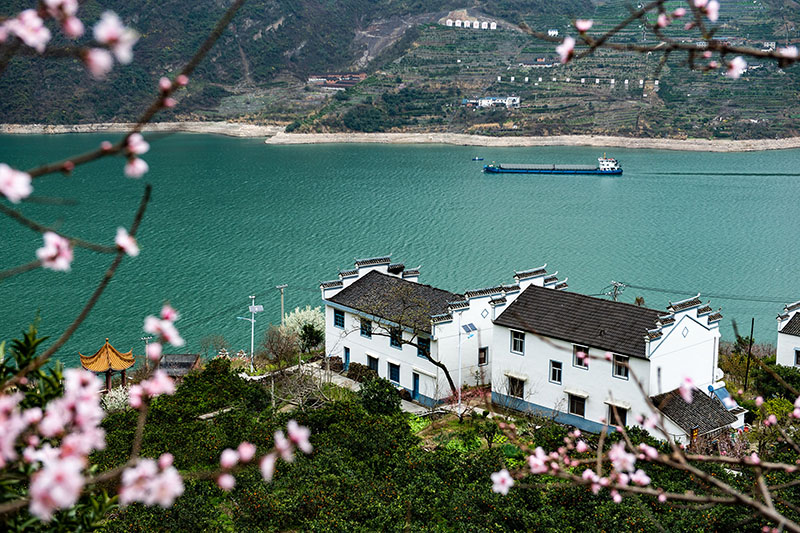 桃红橙黄映三峡