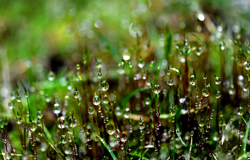 上海：春雨润如珠