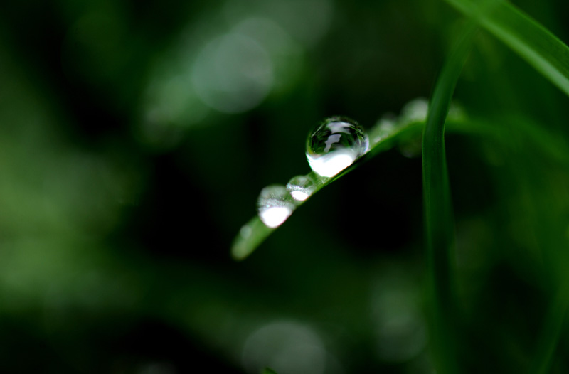 上海：春雨润如珠