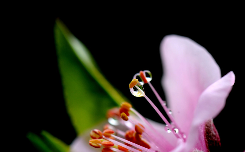 上海：春雨润如珠