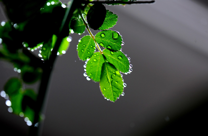 上海：春雨润如珠