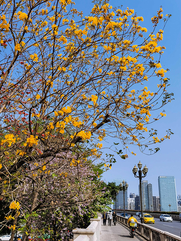 三花烂漫 竞艳羊城