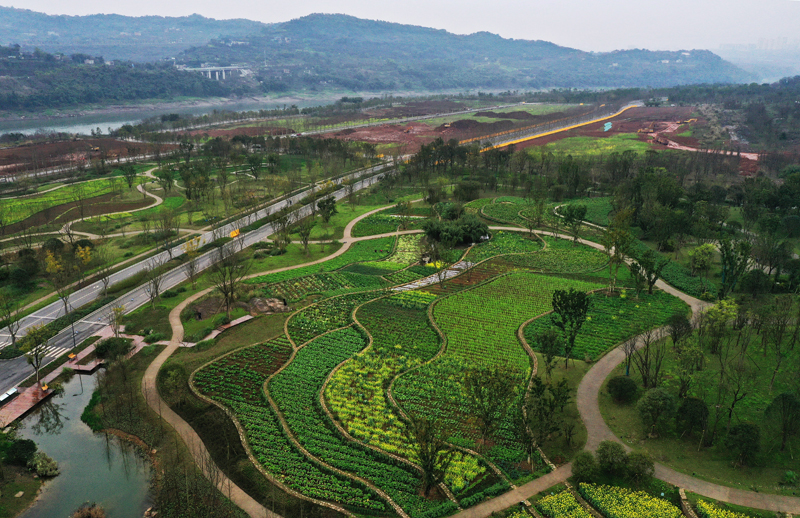 重庆广阳岛：油菜花开景色美