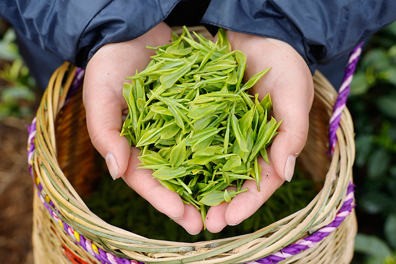 畲乡春早茶飘香