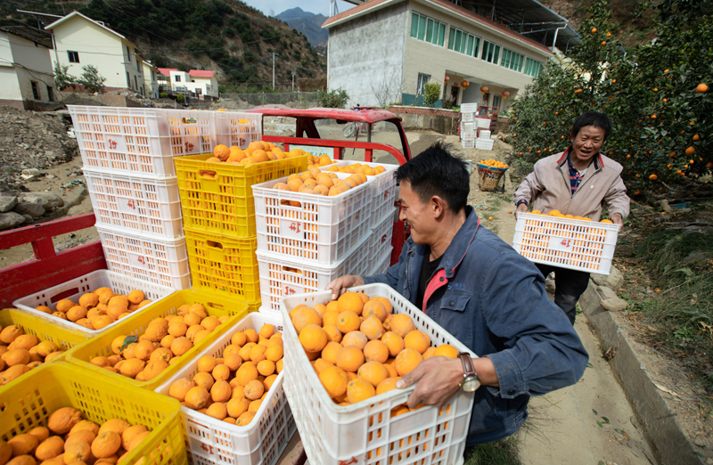 四川石棉：黄果柑成熟上市