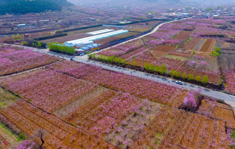 春风拂面桃花俏