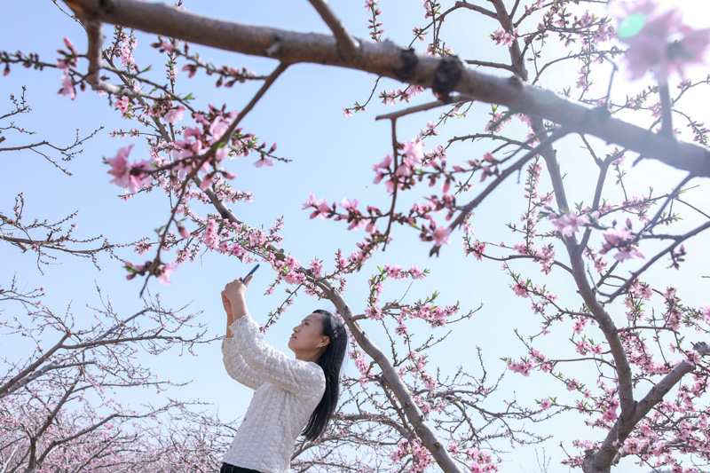 春风拂面桃花俏