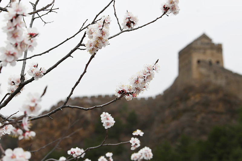 春到长城 山花烂漫