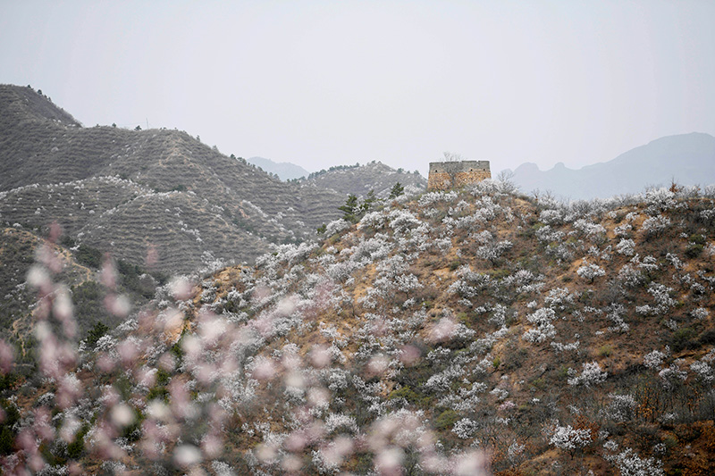 春到长城 山花烂漫