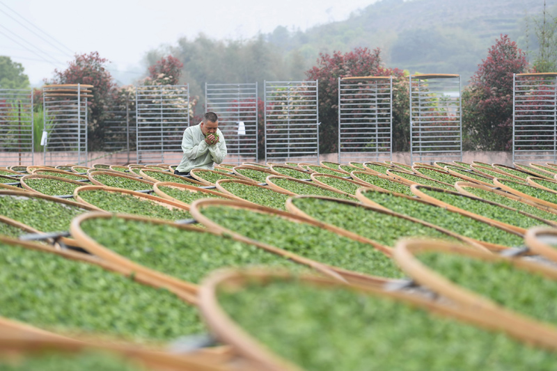 福建福鼎：茶产业促进乡村振兴