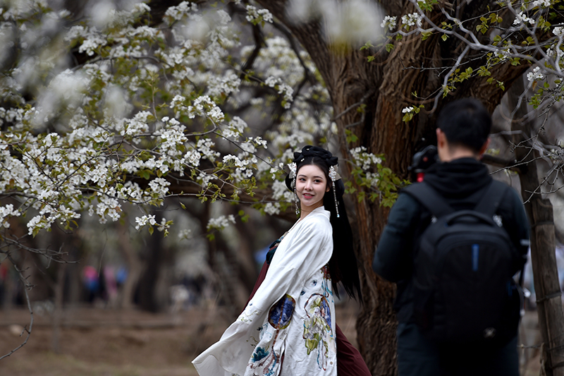 黄河古村梨花开