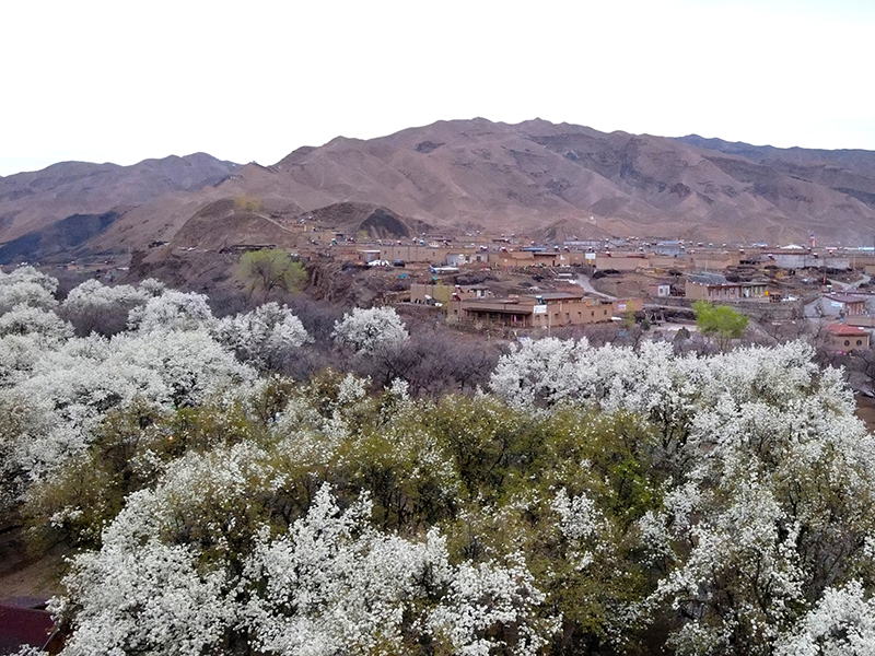 黄河古村梨花开