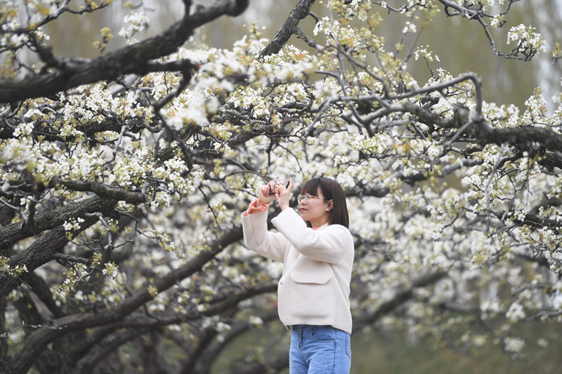 雄安新区：梨花竞放满园春