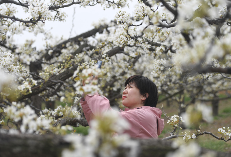 雄安新区：梨花竞放满园春